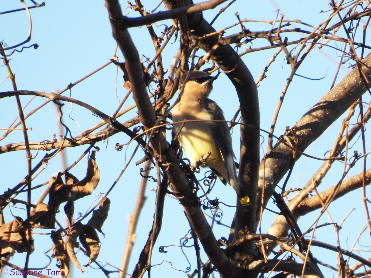 ヒメレンジャク - ML645563603