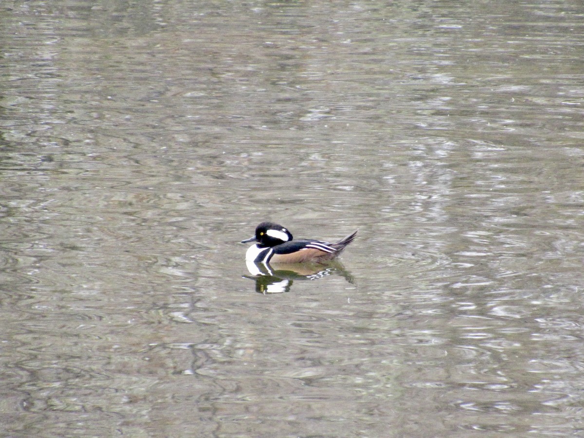 Hooded Merganser - ML645563604