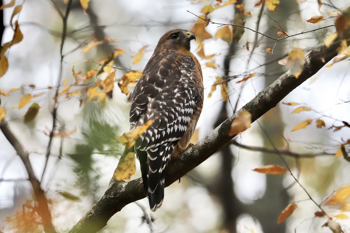 Red-shouldered Hawk - ML645563607