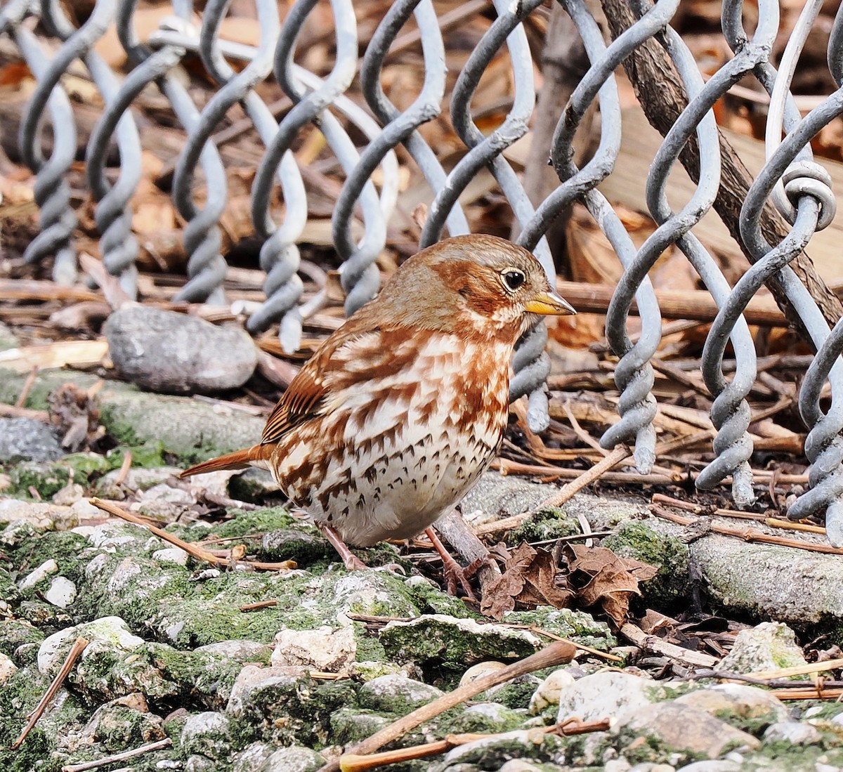 Fox Sparrow - ML645563610