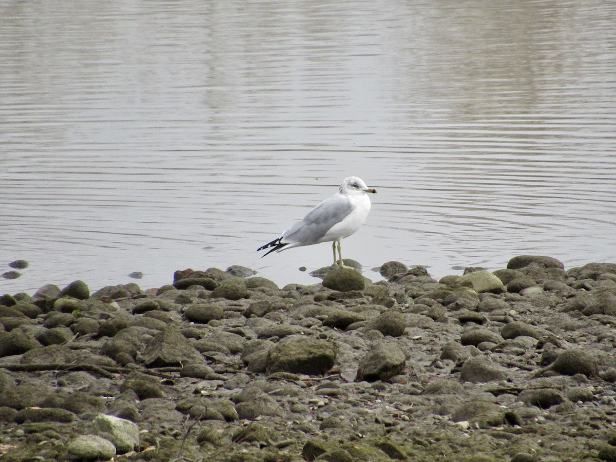 Ring-billed Gull - ML645563611