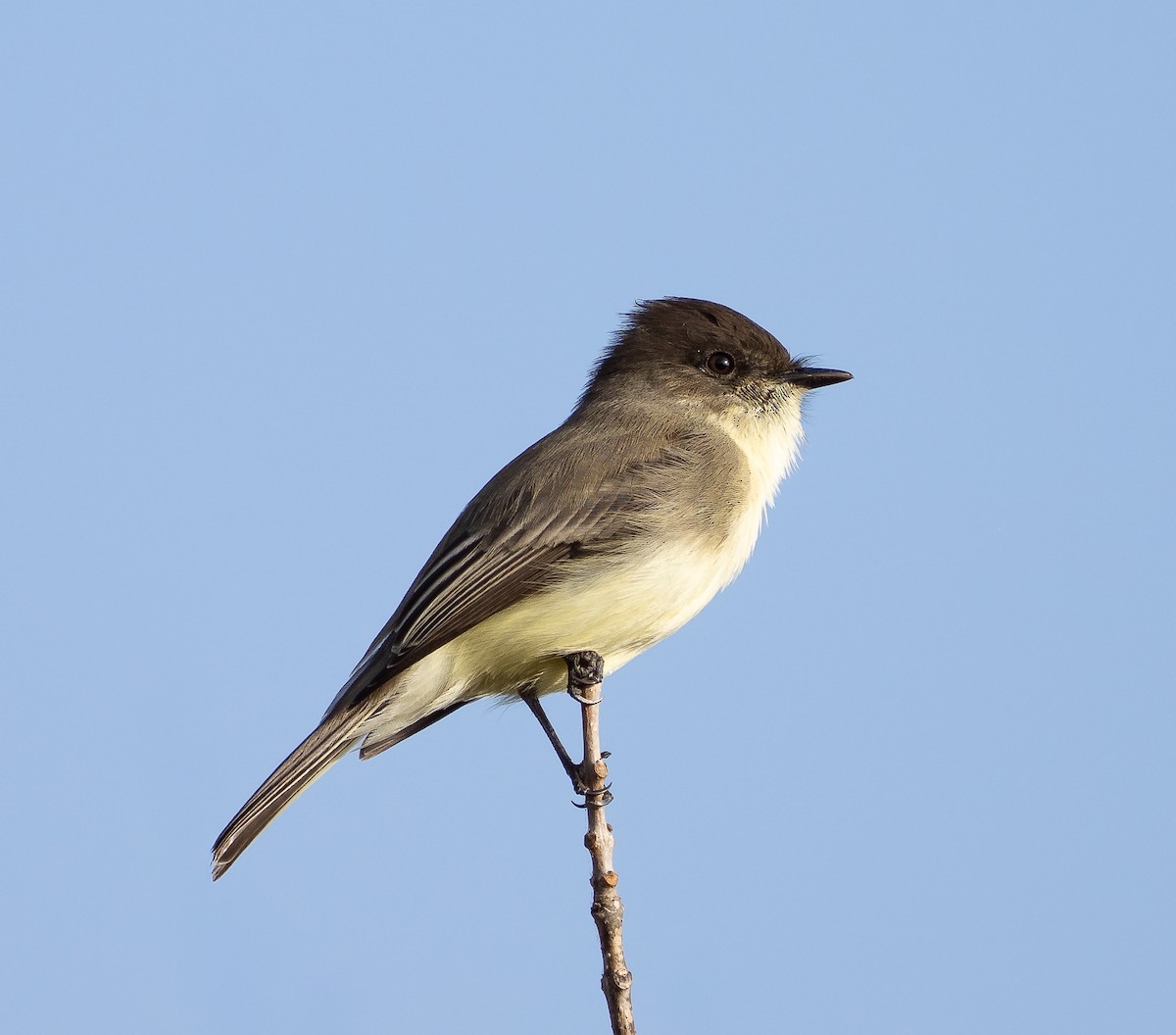 Eastern Phoebe - ML645563613