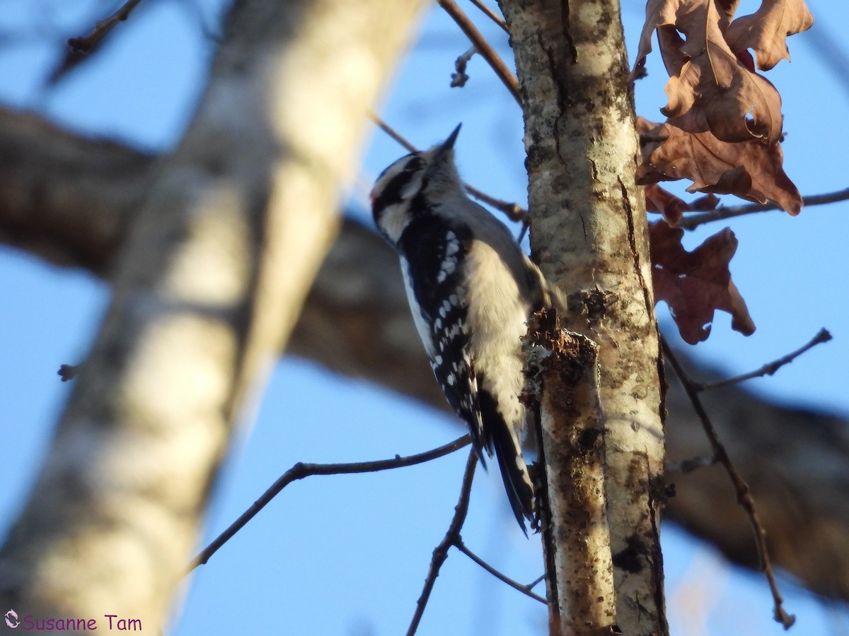 セジロコゲラ - ML645563615