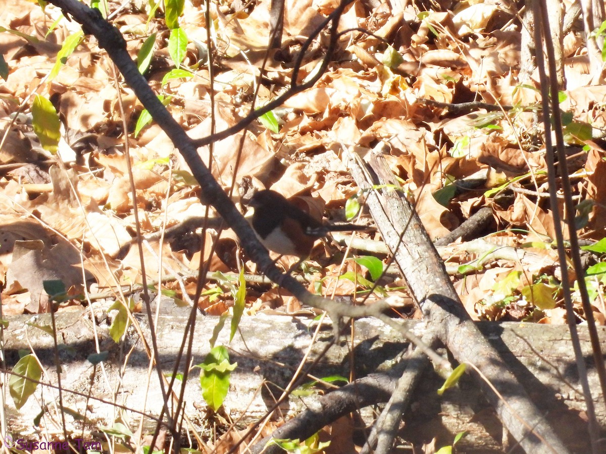 ワキアカトウヒチョウ - ML645563622