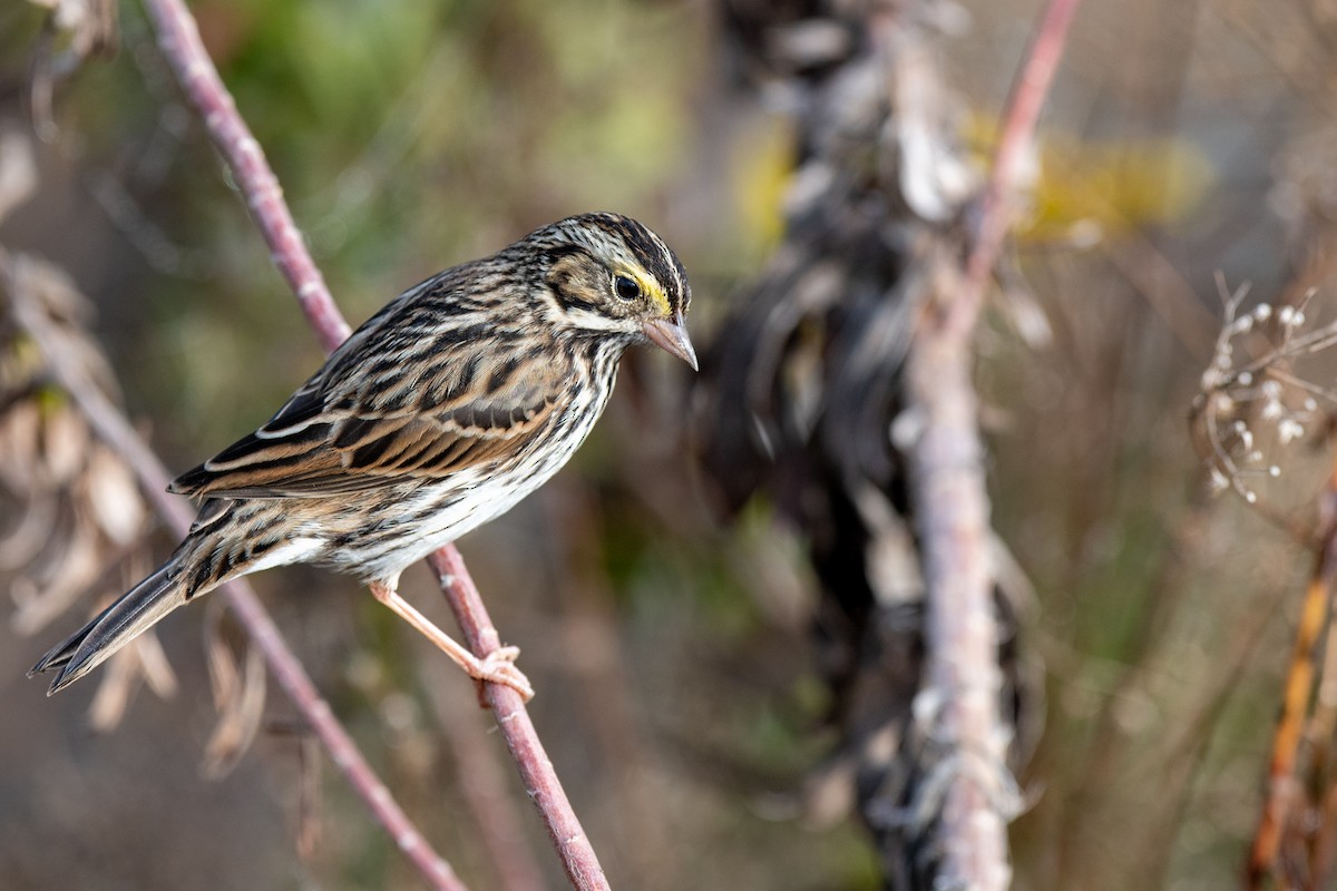 Savannah Sparrow - ML645563623