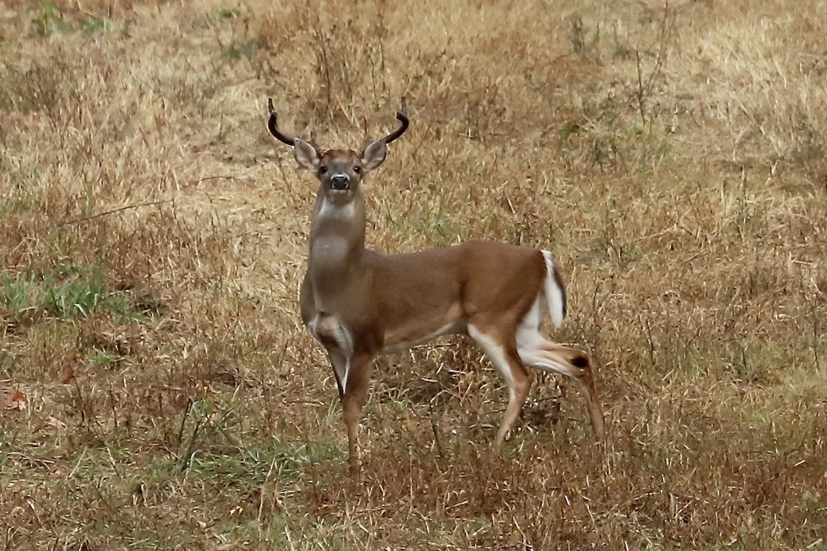 White-tailed Deer - ML645563628