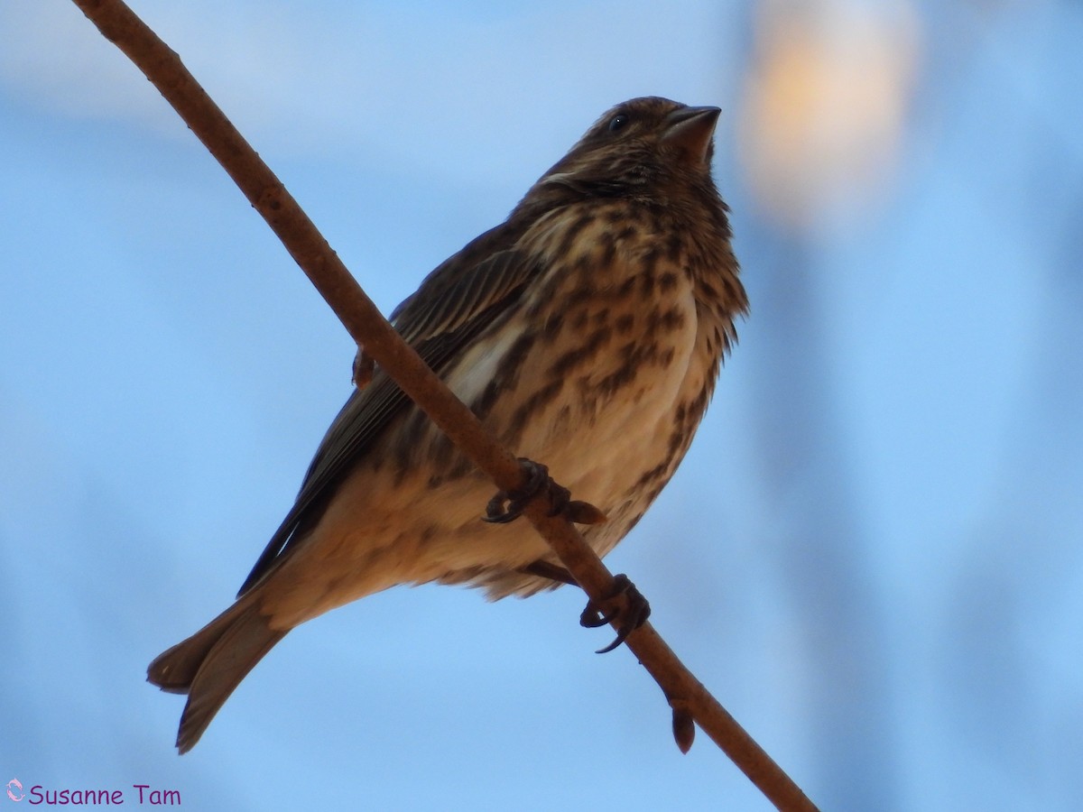 ムラサキマシコ - ML645563644