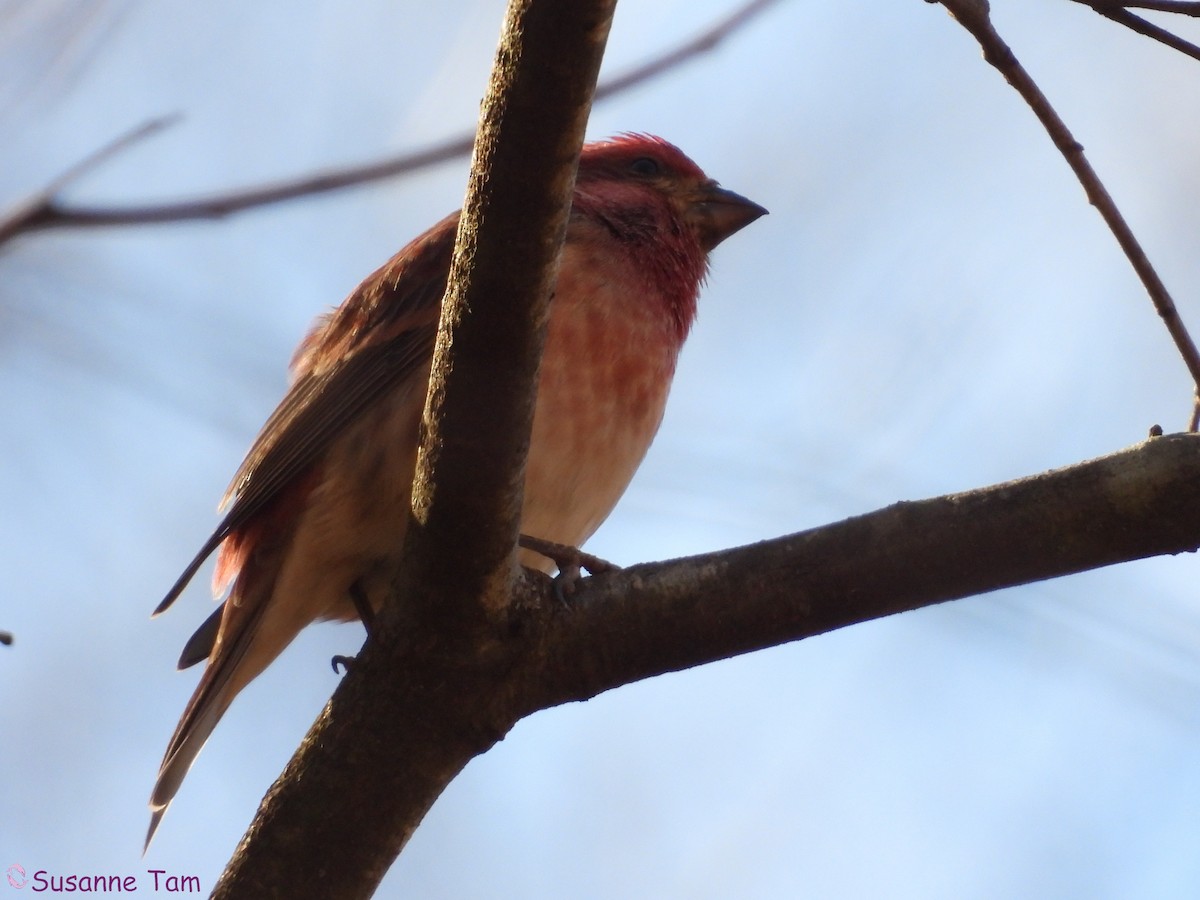 ムラサキマシコ - ML645563645