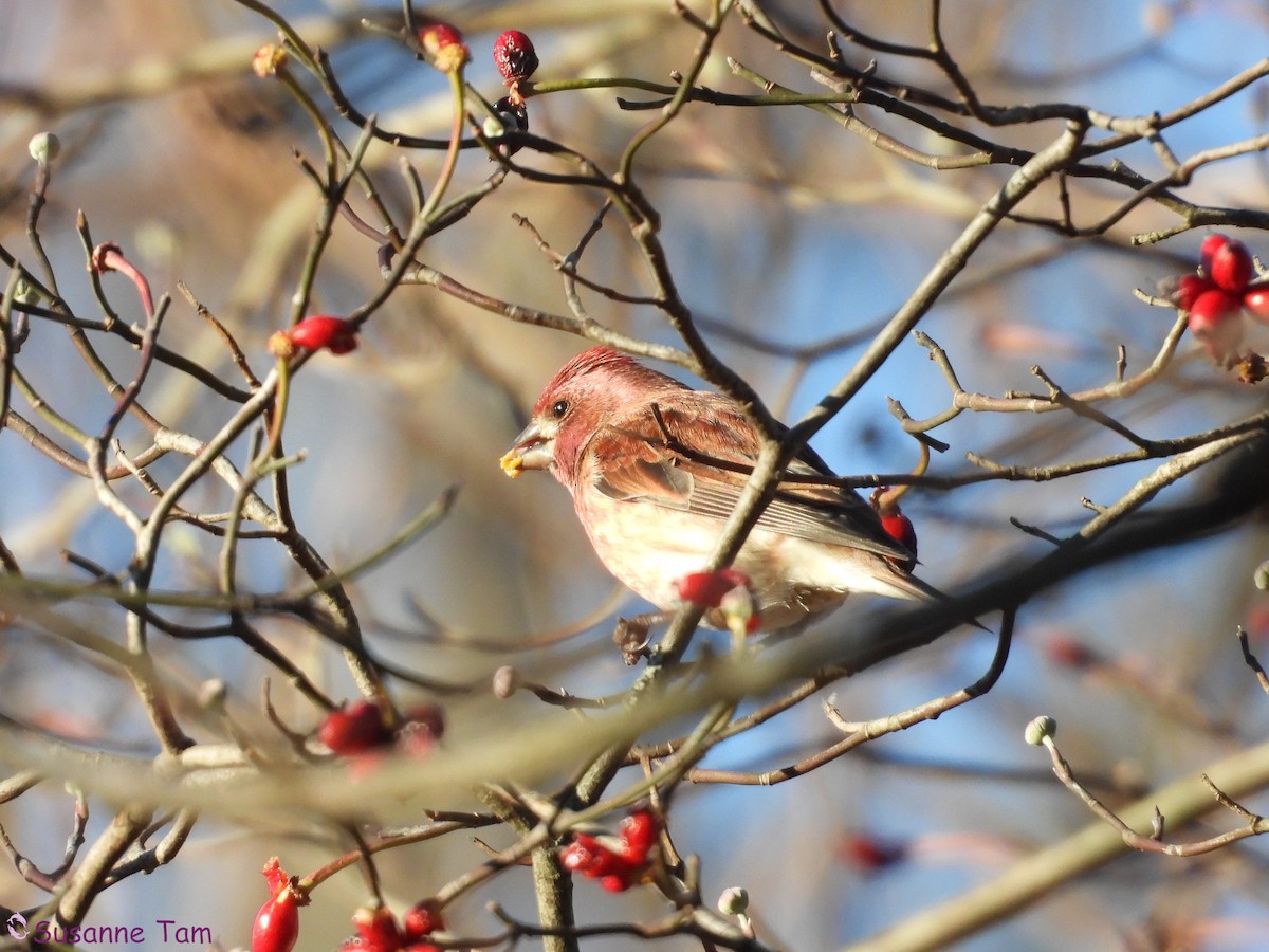 ムラサキマシコ - ML645563646