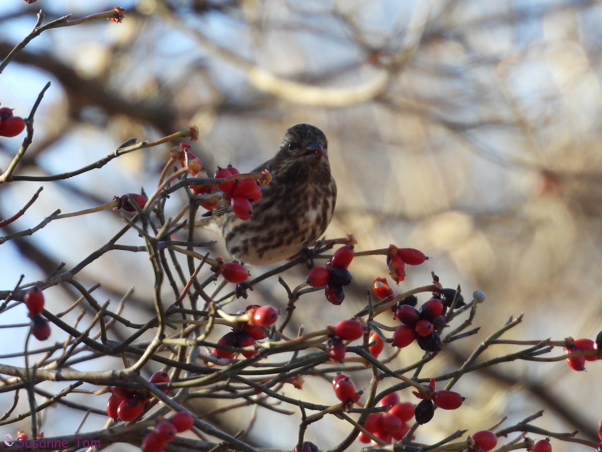 ムラサキマシコ - ML645563647