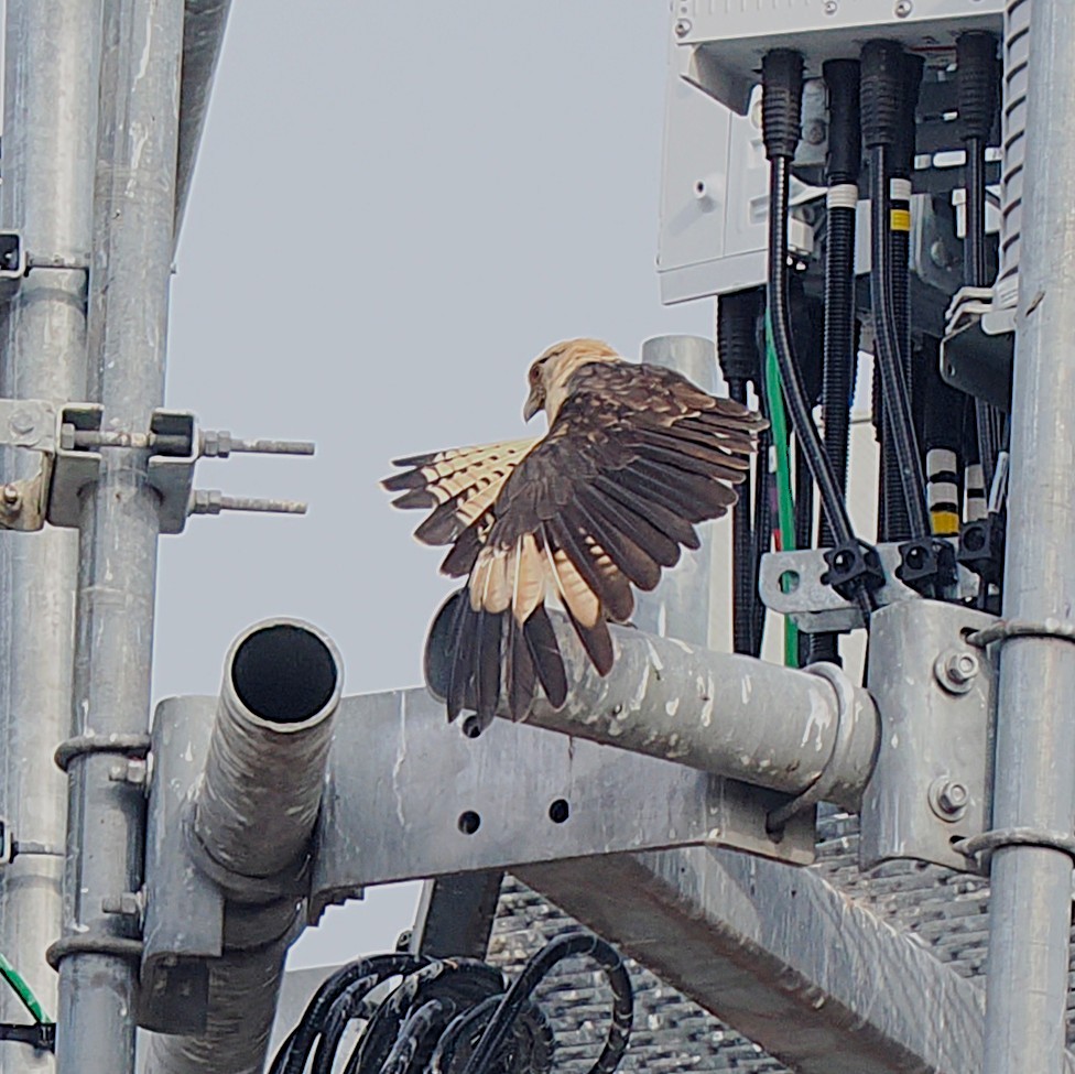 Yellow-headed Caracara - ML645563649