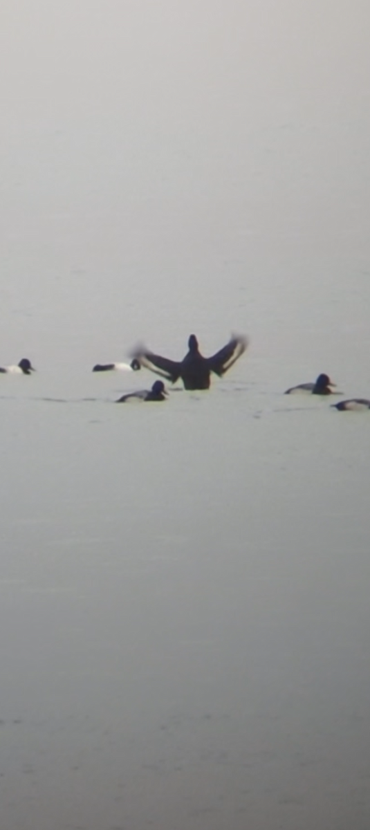 Морская чернеть - ML645563652