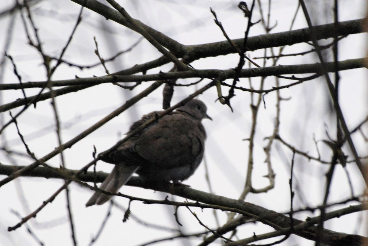 Eurasian Collared-Dove - ML645563655
