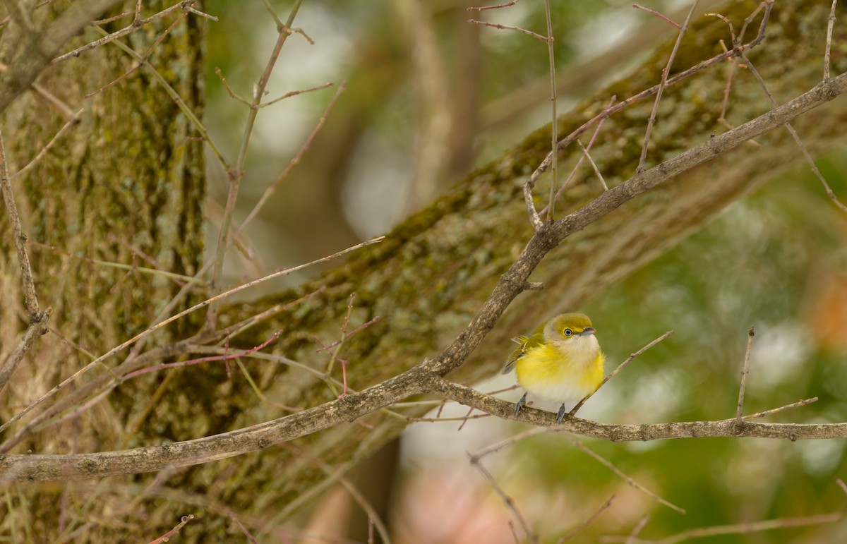 White-eyed Vireo - ML645563656