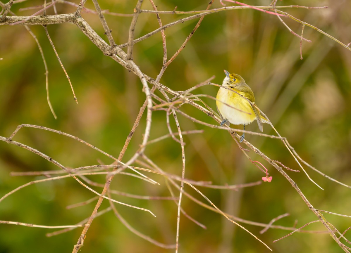 White-eyed Vireo - ML645563657