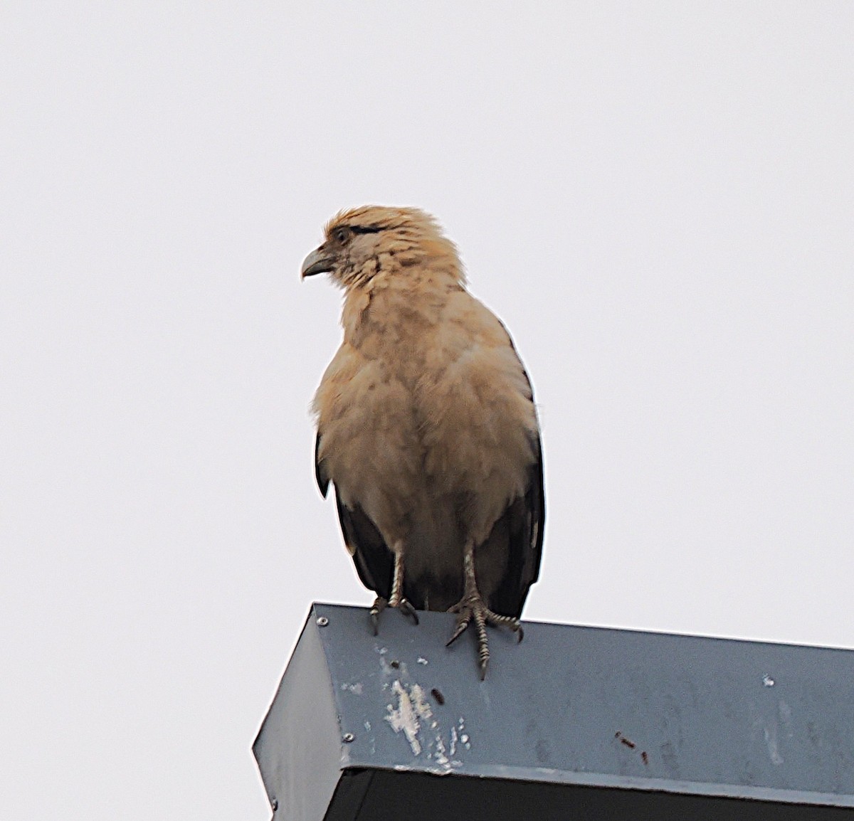 Yellow-headed Caracara - ML645563661