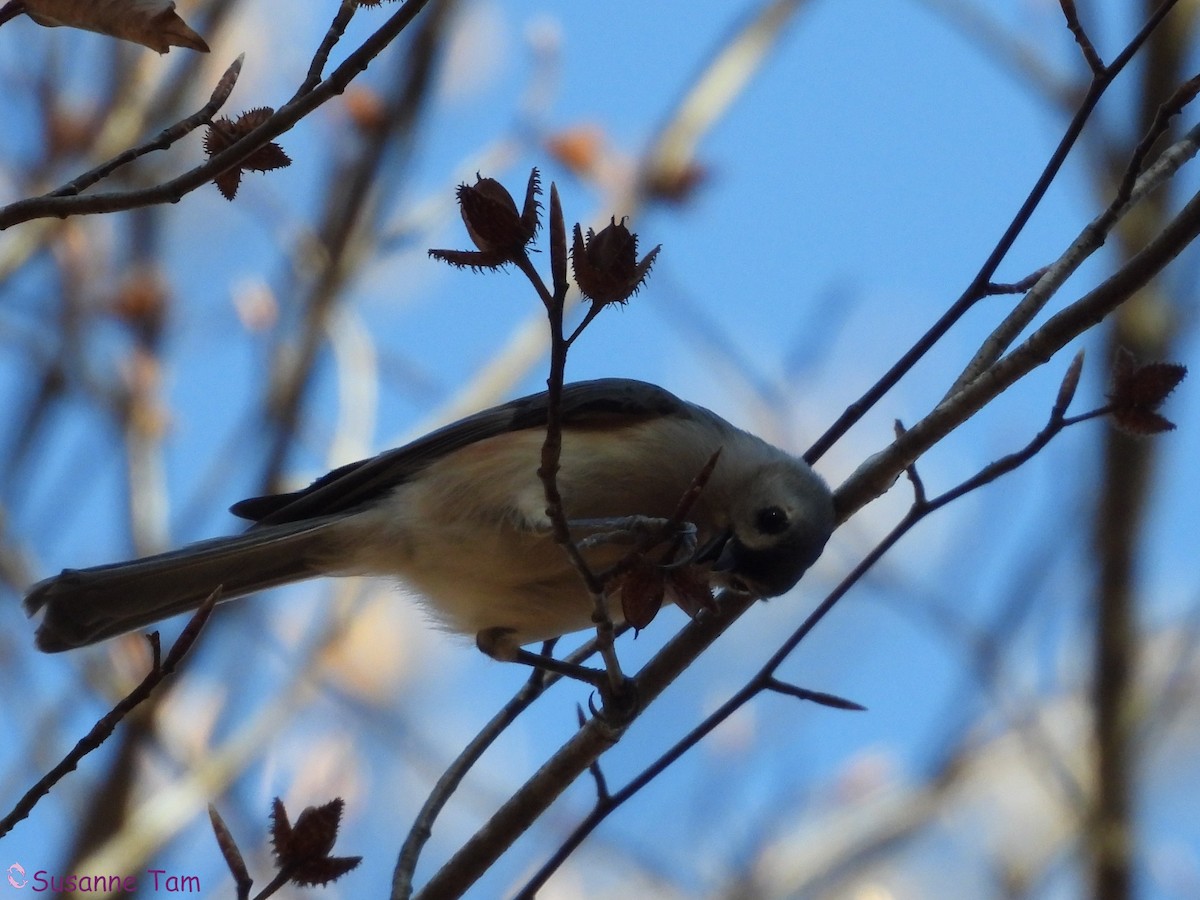 エボシガラ - ML645563662