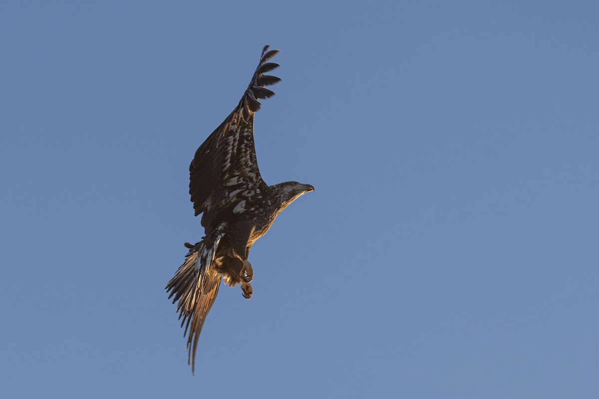 Bald Eagle - ML645563663