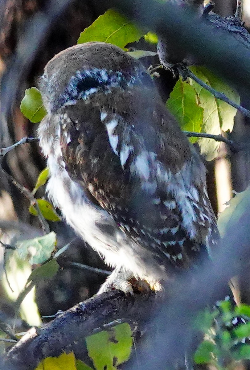 Pearl-spotted Owlet - ML645563667