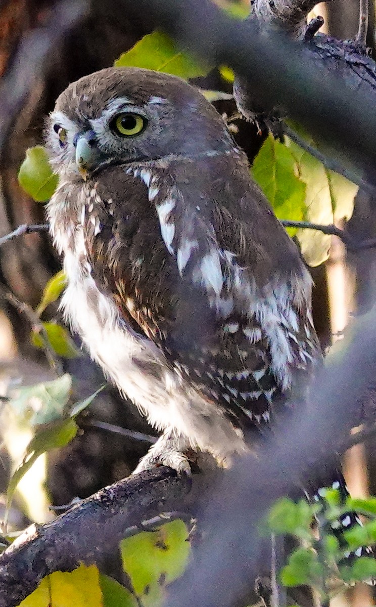 Pearl-spotted Owlet - ML645563668