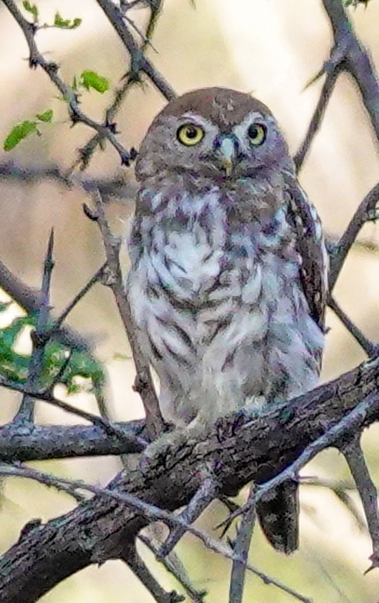 Pearl-spotted Owlet - ML645563669