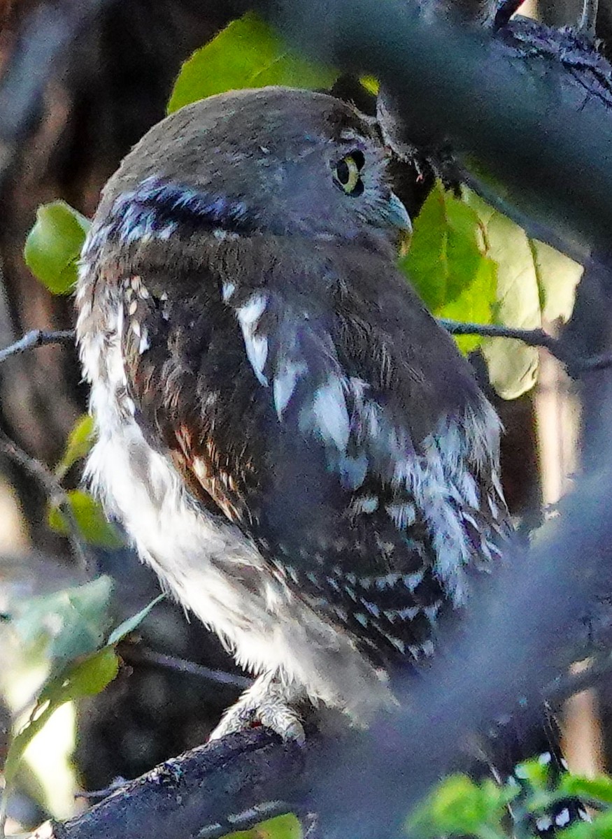Pearl-spotted Owlet - ML645563670