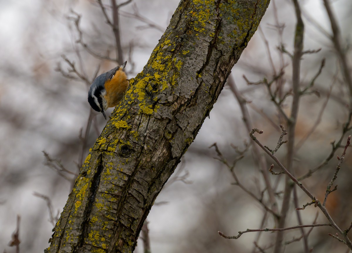 Red-breasted Nuthatch - ML645563671
