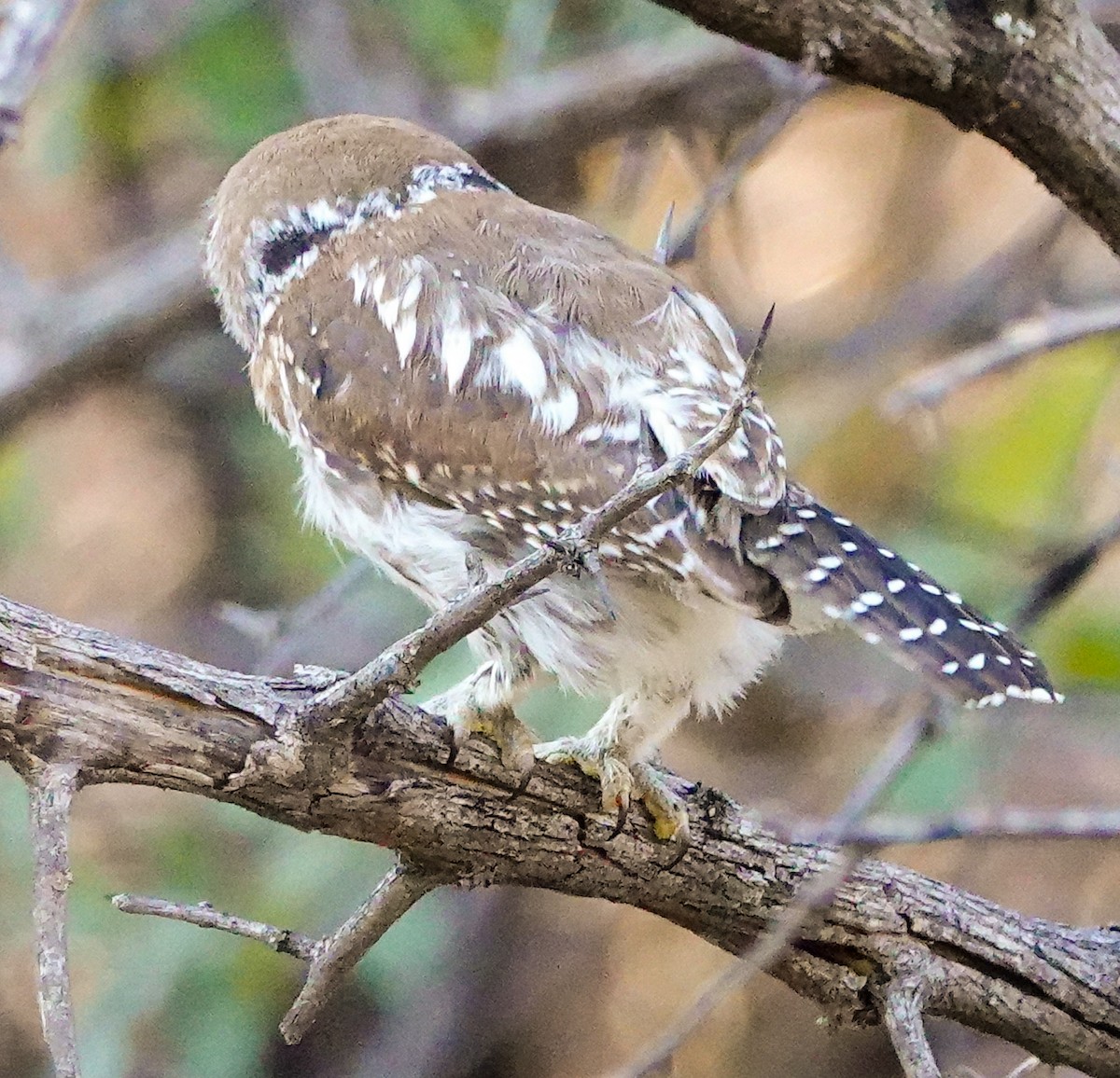 Pearl-spotted Owlet - ML645563672