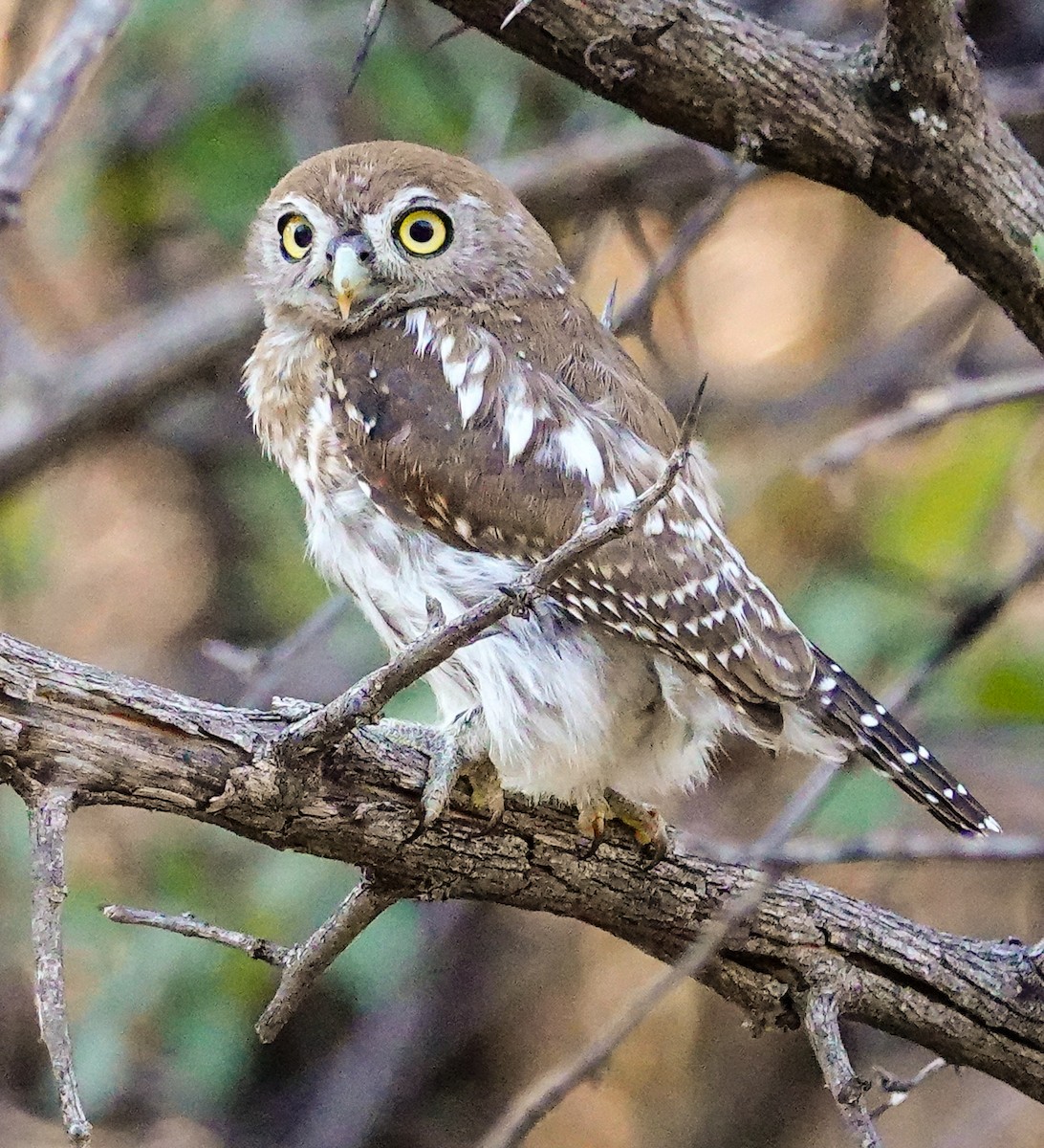 Pearl-spotted Owlet - ML645563673