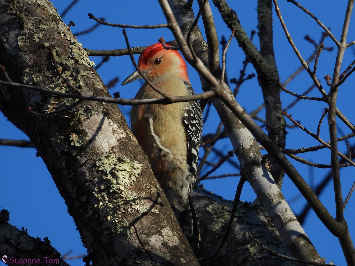 シマセゲラ - ML645563676