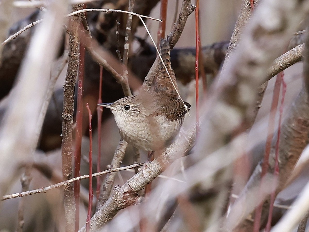 Northern House Wren (Northern) - ML645563680