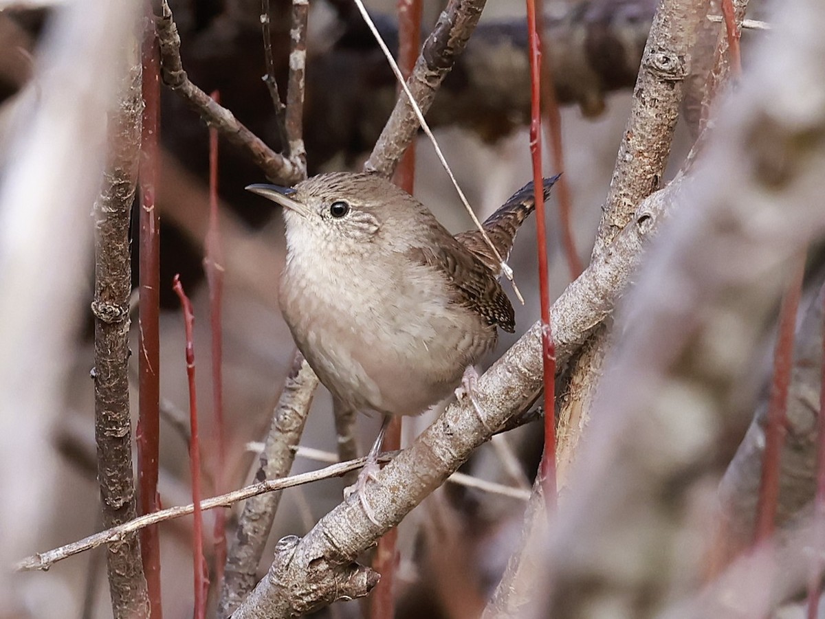 Northern House Wren (Northern) - ML645563681