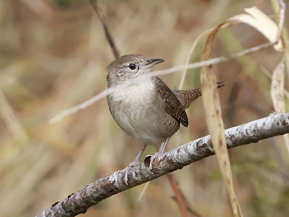 Northern House Wren (Northern) - ML645563683