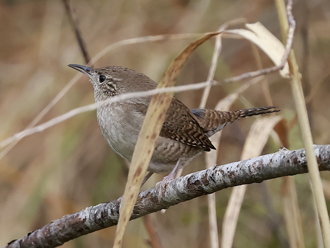 Northern House Wren (Northern) - ML645563684