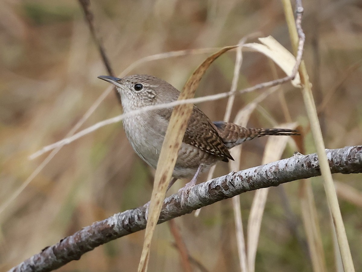 Northern House Wren (Northern) - ML645563685