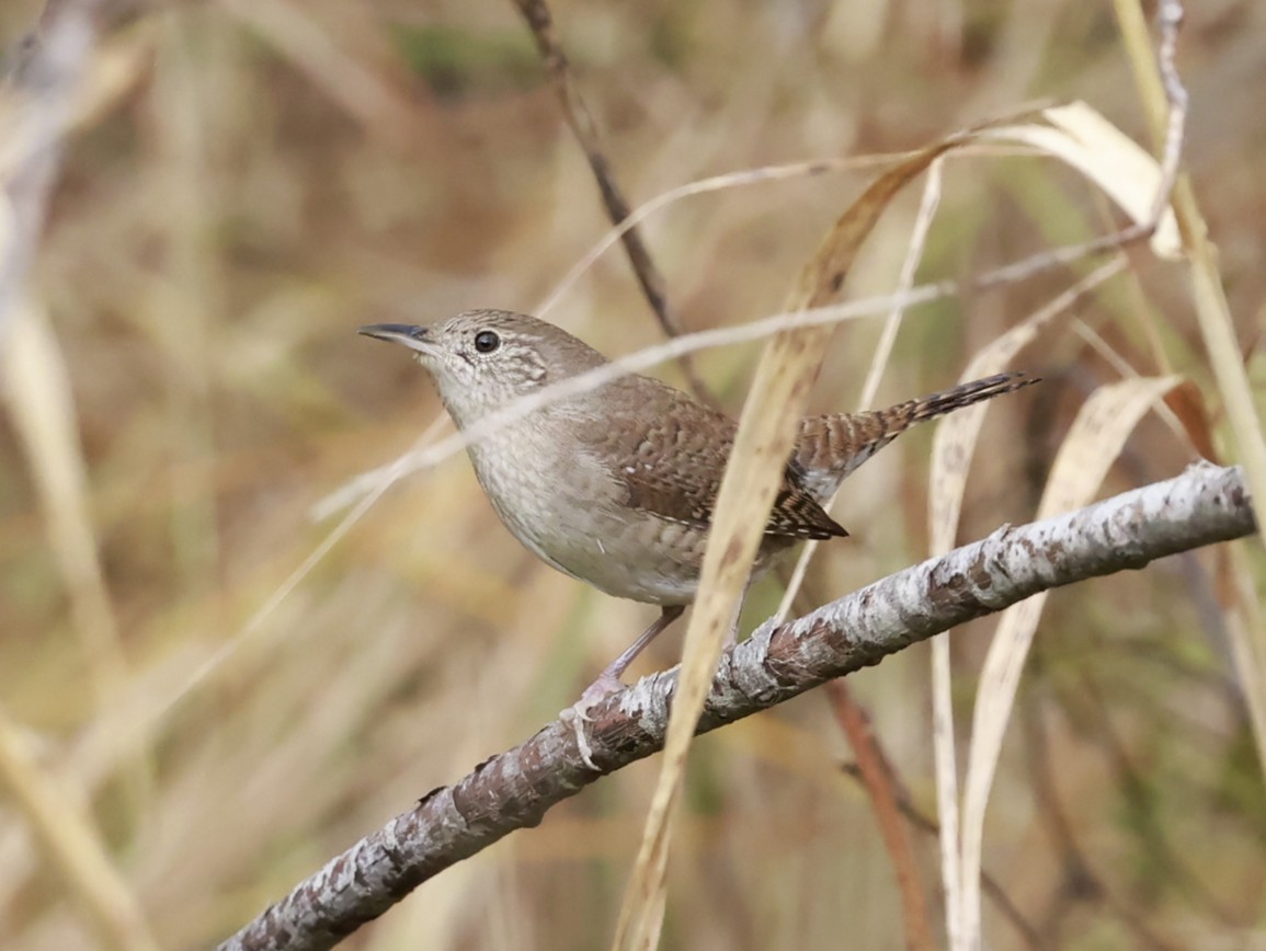 Northern House Wren (Northern) - ML645563686