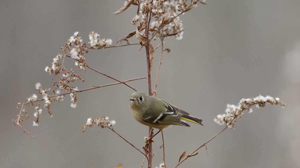 Ruby-crowned Kinglet - ML645563687