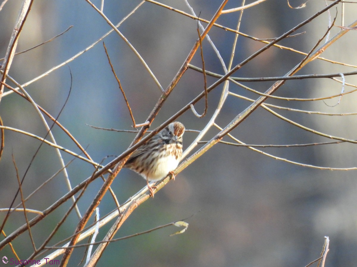 ウタスズメ - ML645563689