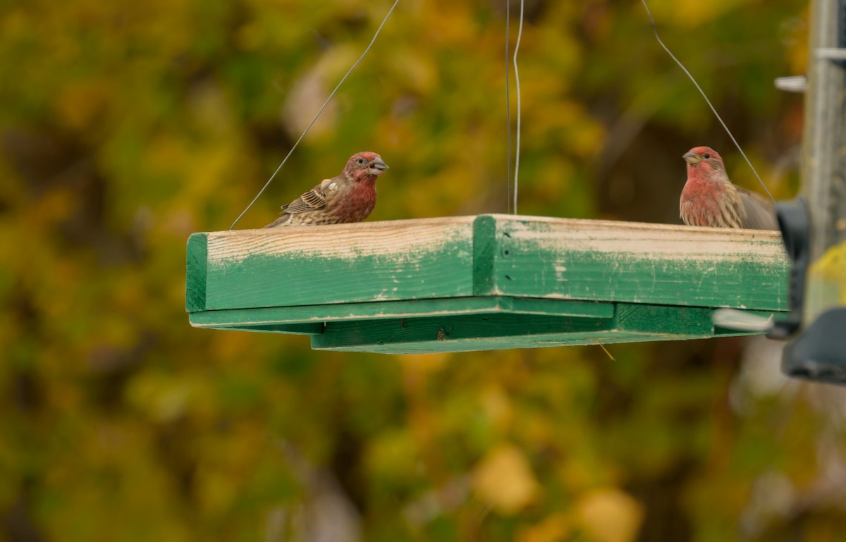 House Finch - ML645563690