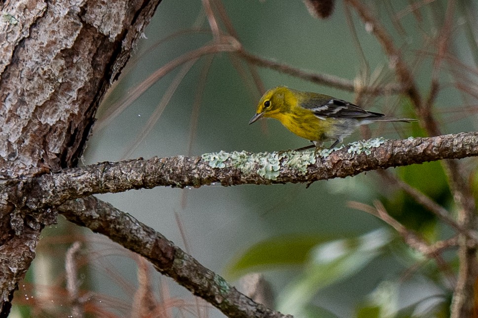 סבכון אורנים - ML645563693