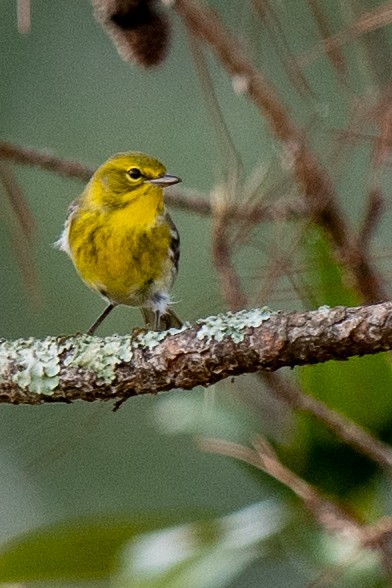 סבכון אורנים - ML645563694
