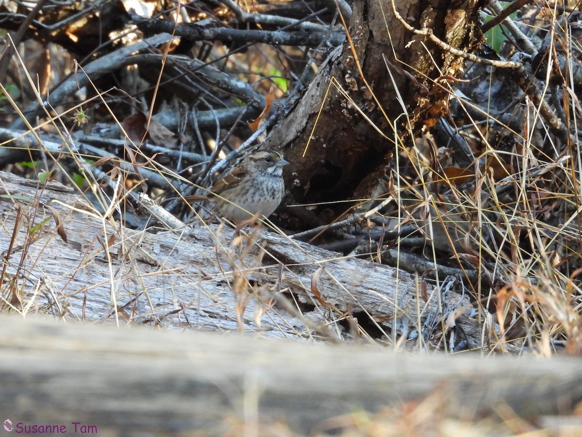 ノドジロシトド - ML645563695