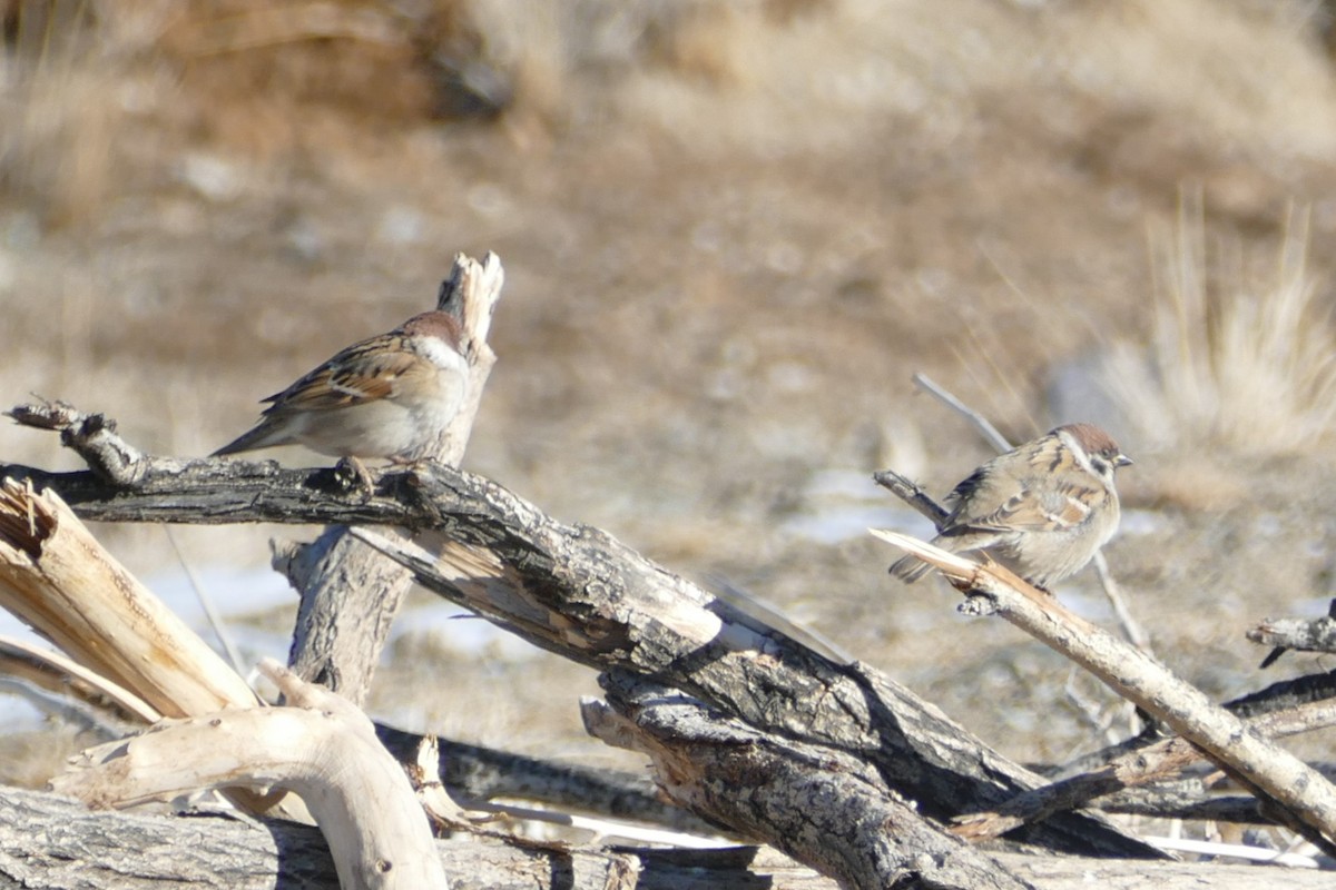 Gorrión Molinero - ML645563720
