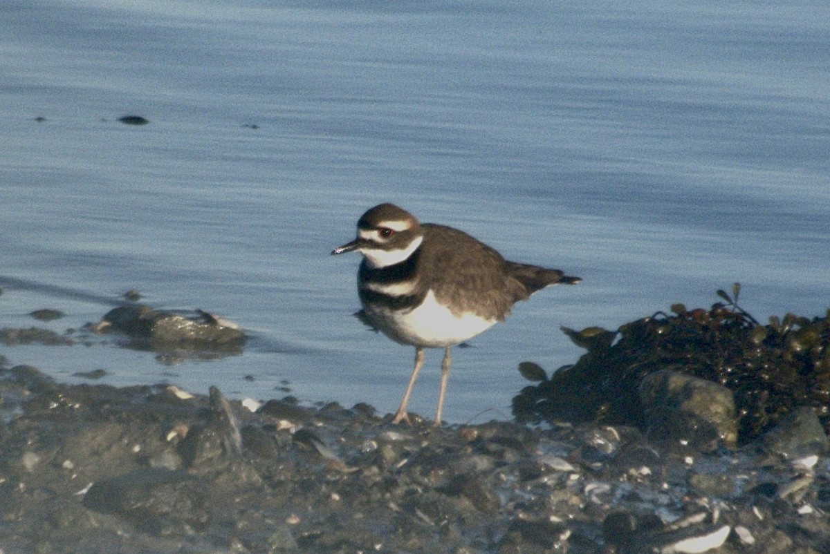 Killdeer - ML645563721