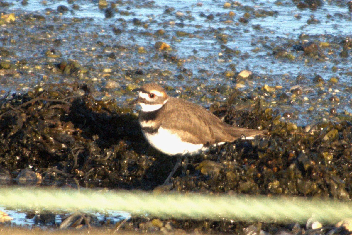 Killdeer - ML645563722