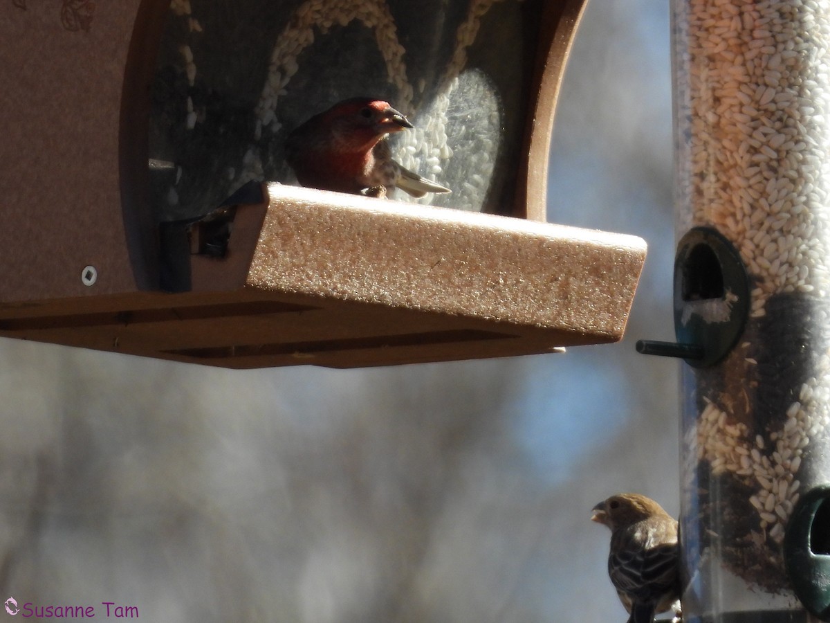 メキシコマシコ - ML645563725