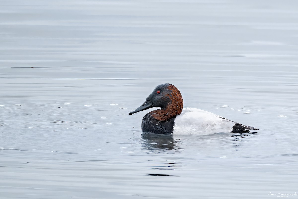 Murgilari bizkarzuria - ML645563726