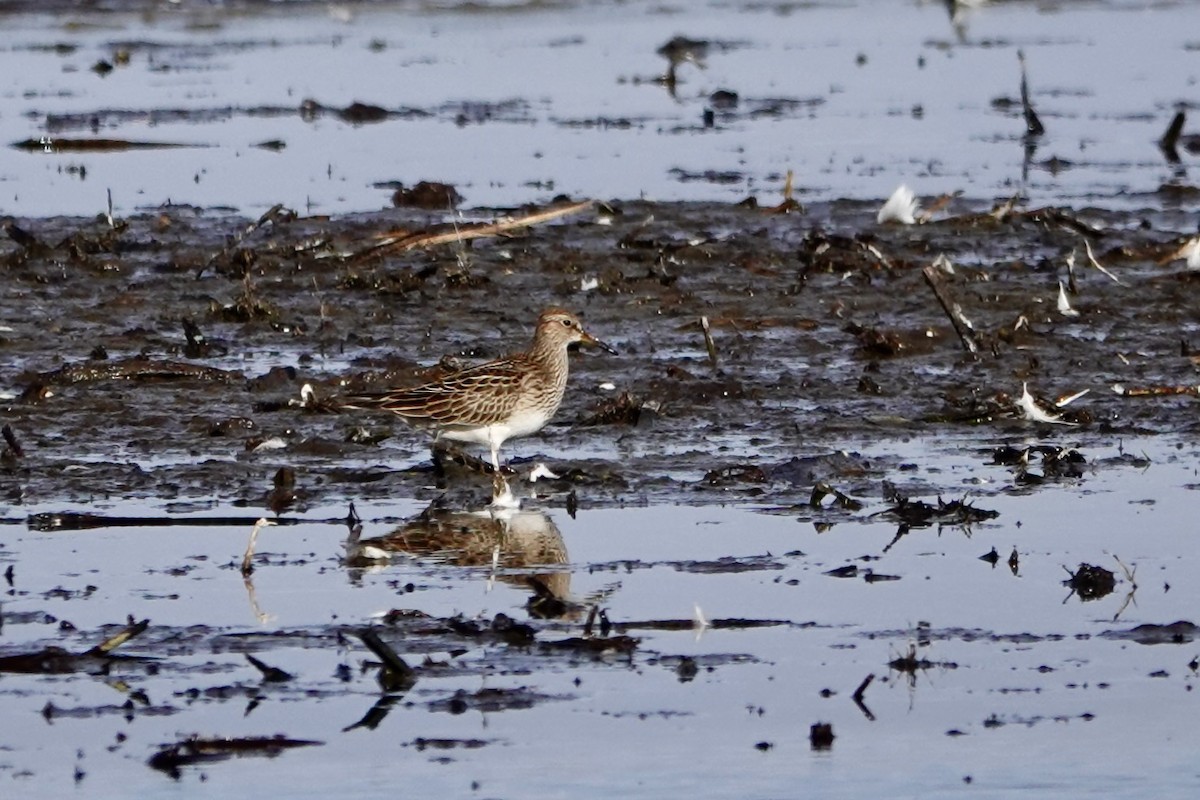 Дутыш - ML645563749