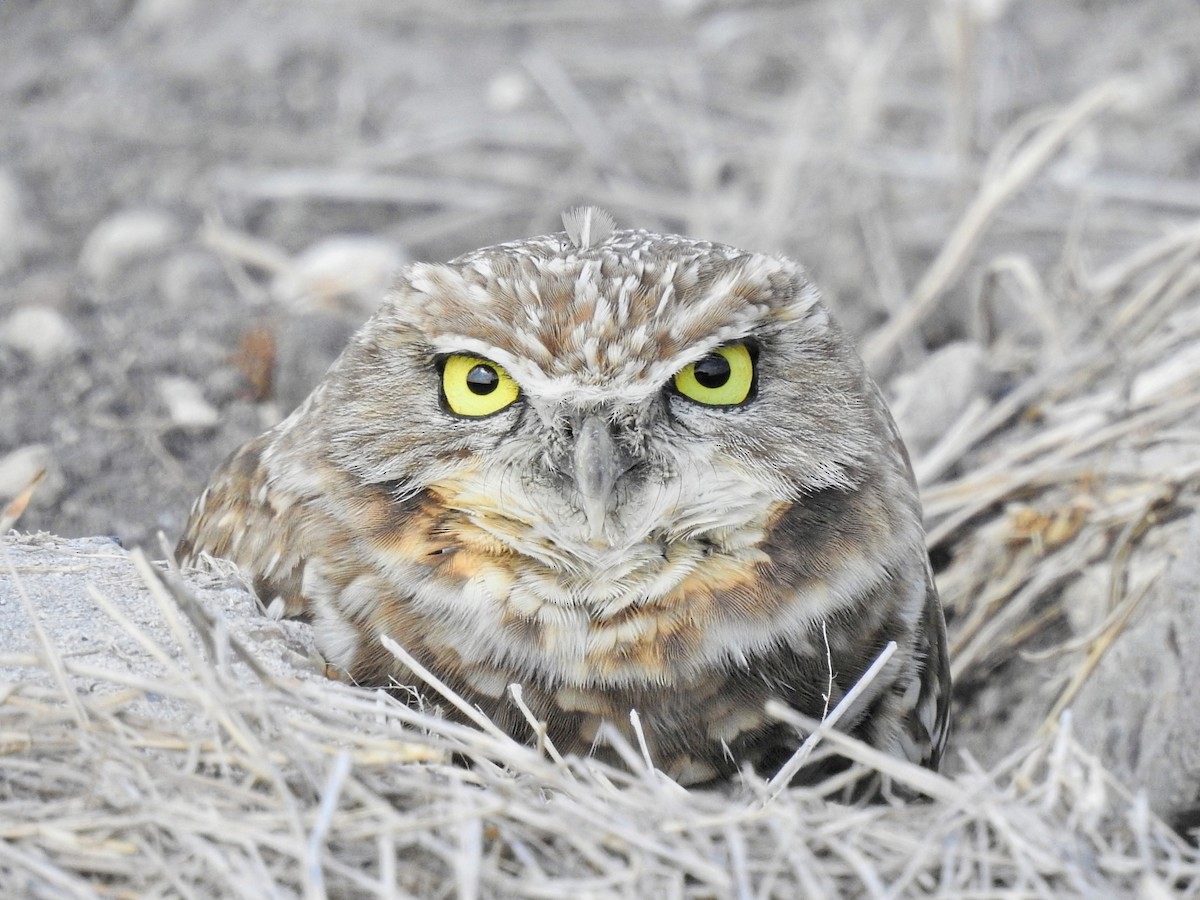 Burrowing Owl - ML645563757