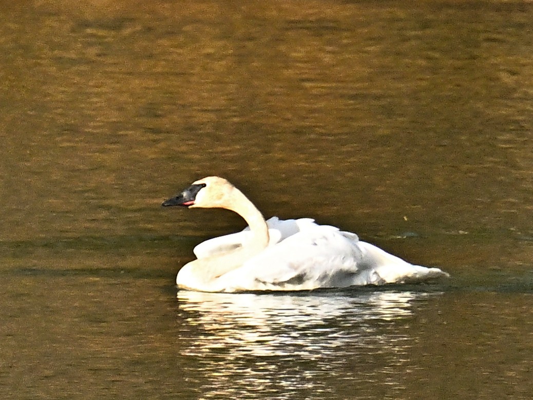 Trumpeter Swan - ML645563769